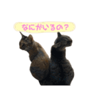 ねこといぬのすたんぷ。。（個別スタンプ：32）