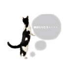 ねこといぬのすたんぷ。。（個別スタンプ：33）