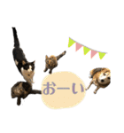 ねこといぬのすたんぷ。。（個別スタンプ：34）