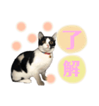 ねこといぬのすたんぷ。。（個別スタンプ：35）