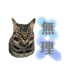 ねこといぬのすたんぷ。。（個別スタンプ：36）