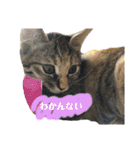 ねこといぬのすたんぷ。。（個別スタンプ：37）
