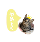 ねこといぬのすたんぷ。。（個別スタンプ：38）
