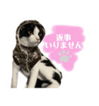 ねこといぬのすたんぷ。。（個別スタンプ：39）
