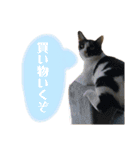 ねこといぬのすたんぷ。。（個別スタンプ：40）