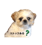 日々まるちゃん31（個別スタンプ：1）