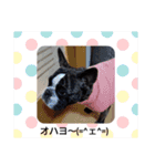 フレブルモーⅥ（個別スタンプ：1）