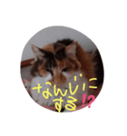 猫…さくら（個別スタンプ：7）