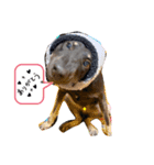 大好きな愛犬たち（個別スタンプ：1）