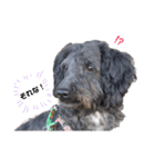 大好きな愛犬たち（個別スタンプ：2）