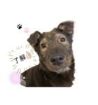 大好きな愛犬たち（個別スタンプ：3）