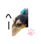 大好きな愛犬たち（個別スタンプ：5）