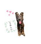 大好きな愛犬たち（個別スタンプ：7）