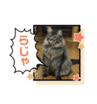 つむねこ。（個別スタンプ：2）