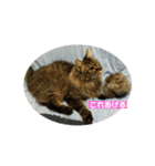 つむねこ。（個別スタンプ：4）