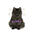 つむねこ。（個別スタンプ：5）