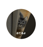 つむねこ。（個別スタンプ：6）