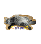 つむねこ。（個別スタンプ：11）
