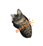 つむねこ。（個別スタンプ：12）