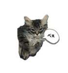 つむねこ。（個別スタンプ：14）