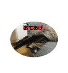つむねこ。（個別スタンプ：15）