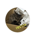 つむねこ。（個別スタンプ：17）