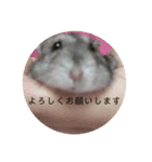 はむさんど！（個別スタンプ：1）
