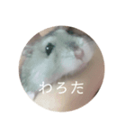 はむさんど！（個別スタンプ：3）