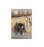 はむさんど！（個別スタンプ：5）