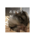 はむさんど！（個別スタンプ：6）