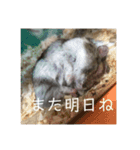 はむさんど！（個別スタンプ：8）