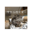 はむさんど！（個別スタンプ：10）