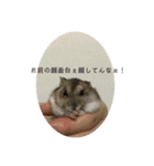 はむさんど！（個別スタンプ：11）