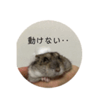 はむさんど！（個別スタンプ：12）