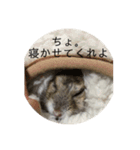 はむさんど！（個別スタンプ：16）