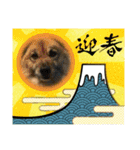 安岡家のペット④【特別編】（個別スタンプ：9）