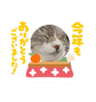 安岡家のペット④【特別編】（個別スタンプ：10）