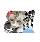 安岡家のペット④【特別編】（個別スタンプ：11）
