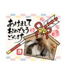 安岡家のペット④【特別編】（個別スタンプ：14）