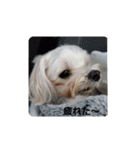 shimonスタンプ（個別スタンプ：2）