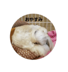 shimonスタンプ（個別スタンプ：3）