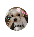 shimonスタンプ（個別スタンプ：7）