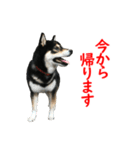 黒柴犬 空斗（個別スタンプ：3）