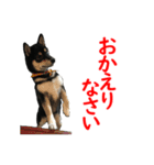 黒柴犬 空斗（個別スタンプ：5）