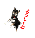 黒柴犬 空斗（個別スタンプ：9）