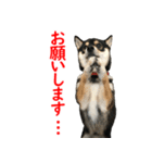 黒柴犬 空斗（個別スタンプ：10）