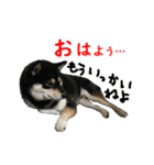 黒柴犬 空斗（個別スタンプ：11）