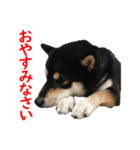 黒柴犬 空斗（個別スタンプ：12）