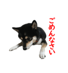 黒柴犬 空斗（個別スタンプ：13）