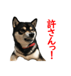 黒柴犬 空斗（個別スタンプ：14）